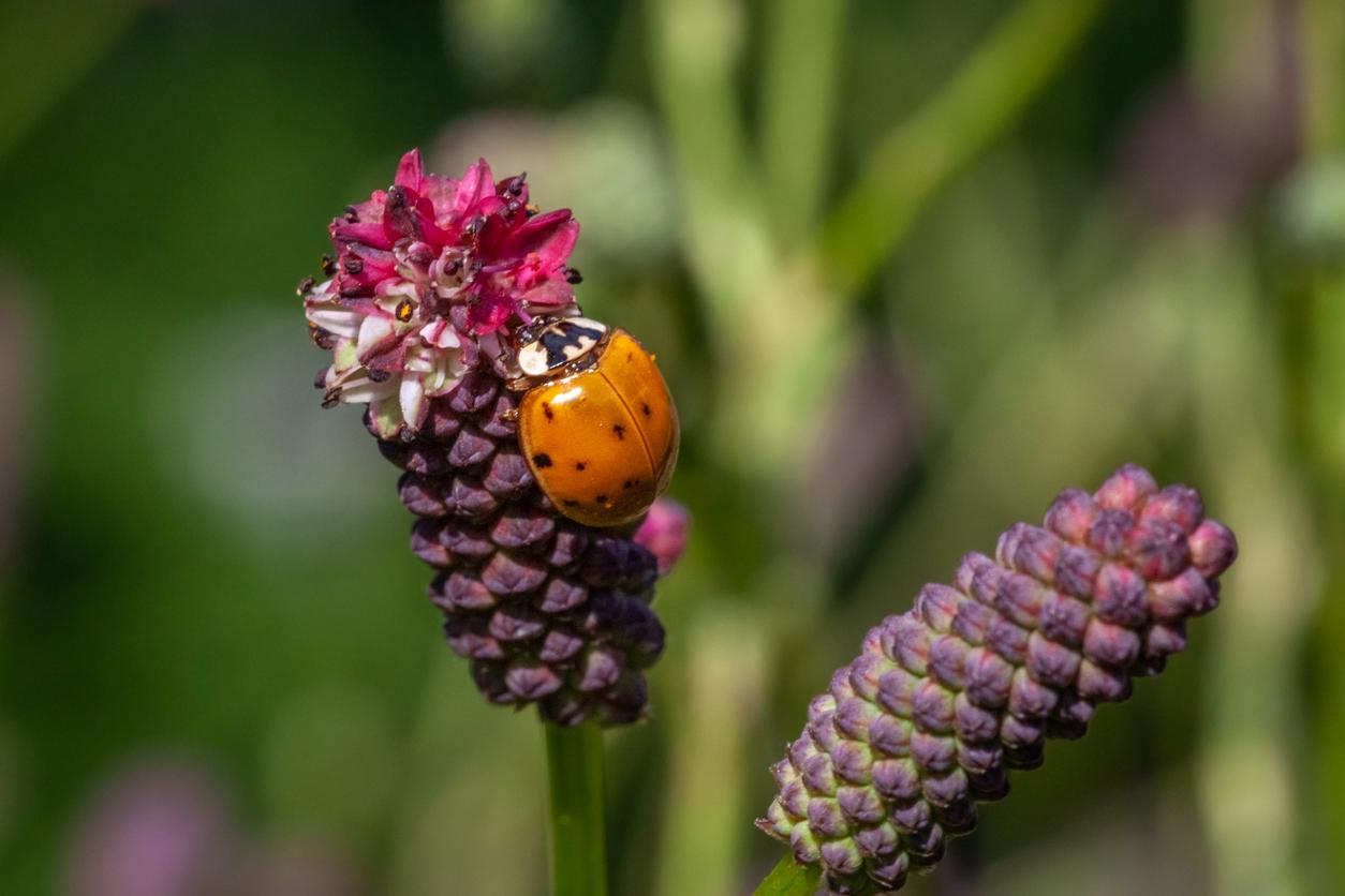 A ladybug crawls on a purple-pink flowering plant.