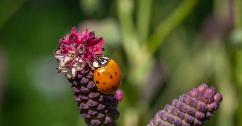 A ladybug crawls on a purple-pink flowering plant.