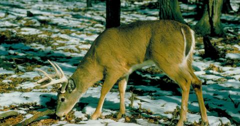 Deer Poachers in Vermont Face Major Charges