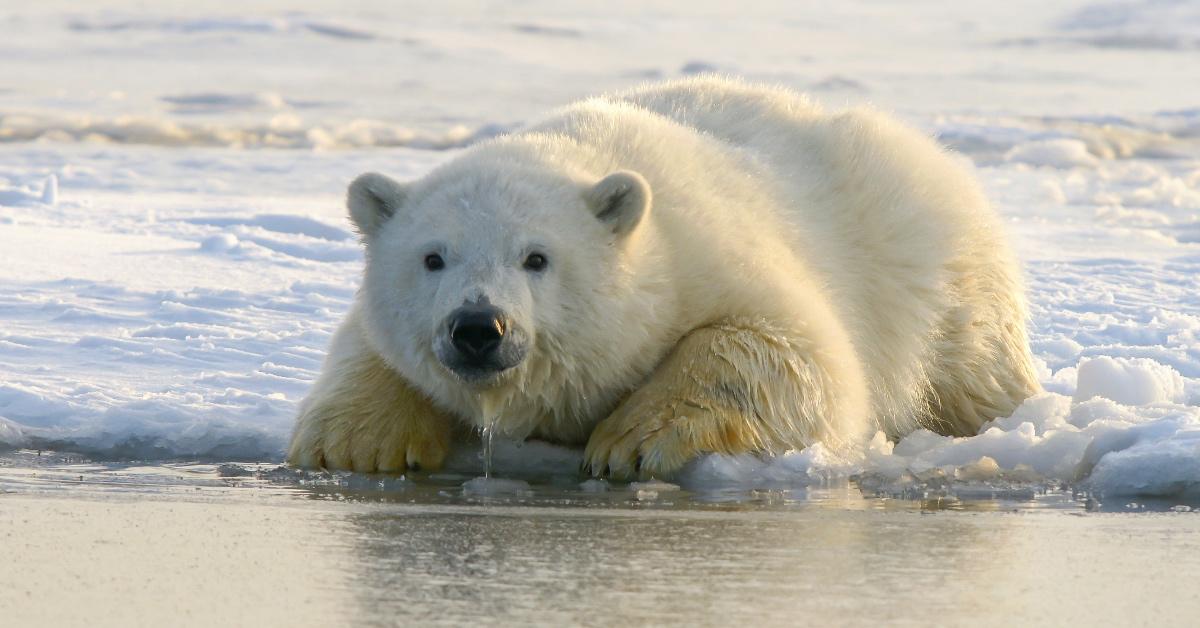 Polar bear drinking water while sitting on an ice flow. 