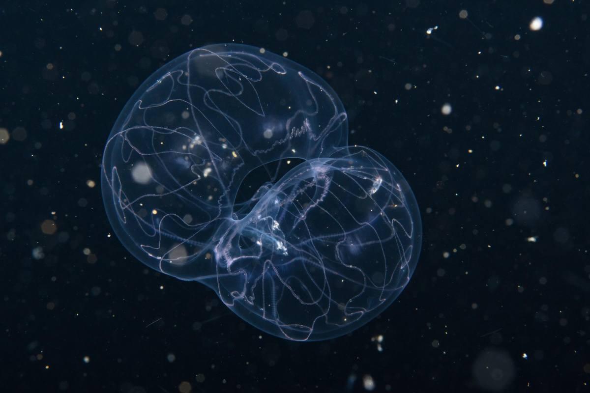 pn/ab eca d ae cebba