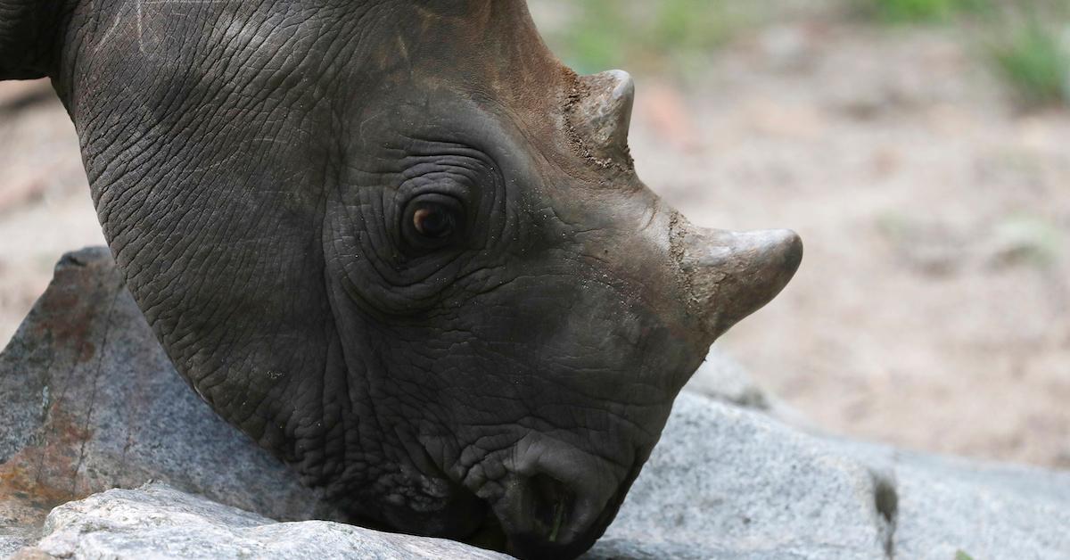 Rhinoceros Horns May Be Shrinking, According to a Recent Study