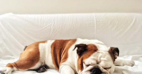 A bulldog sleeps on a white couch with its tongue hanging out.