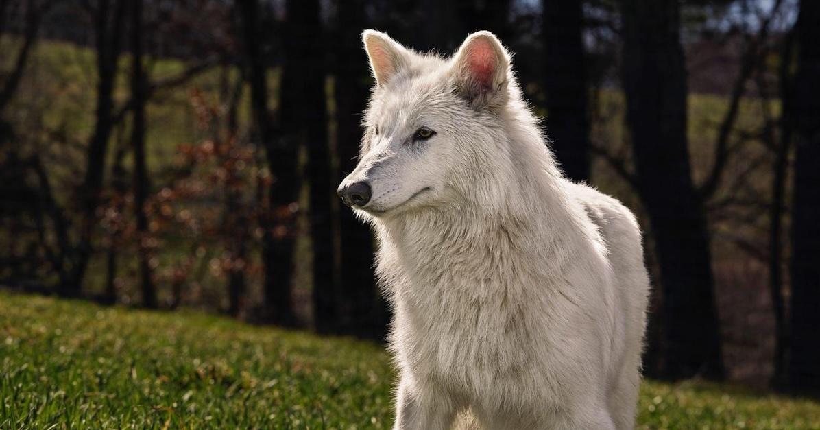 dire wolf