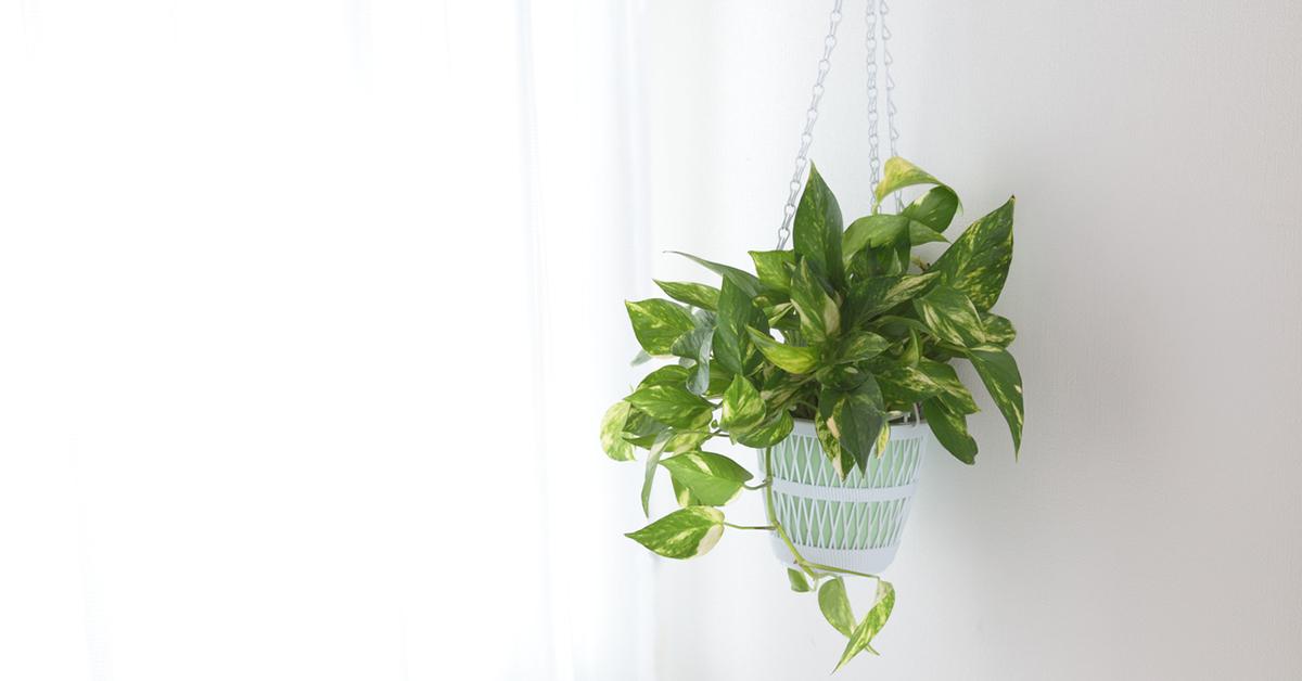 philodendron indoor plant