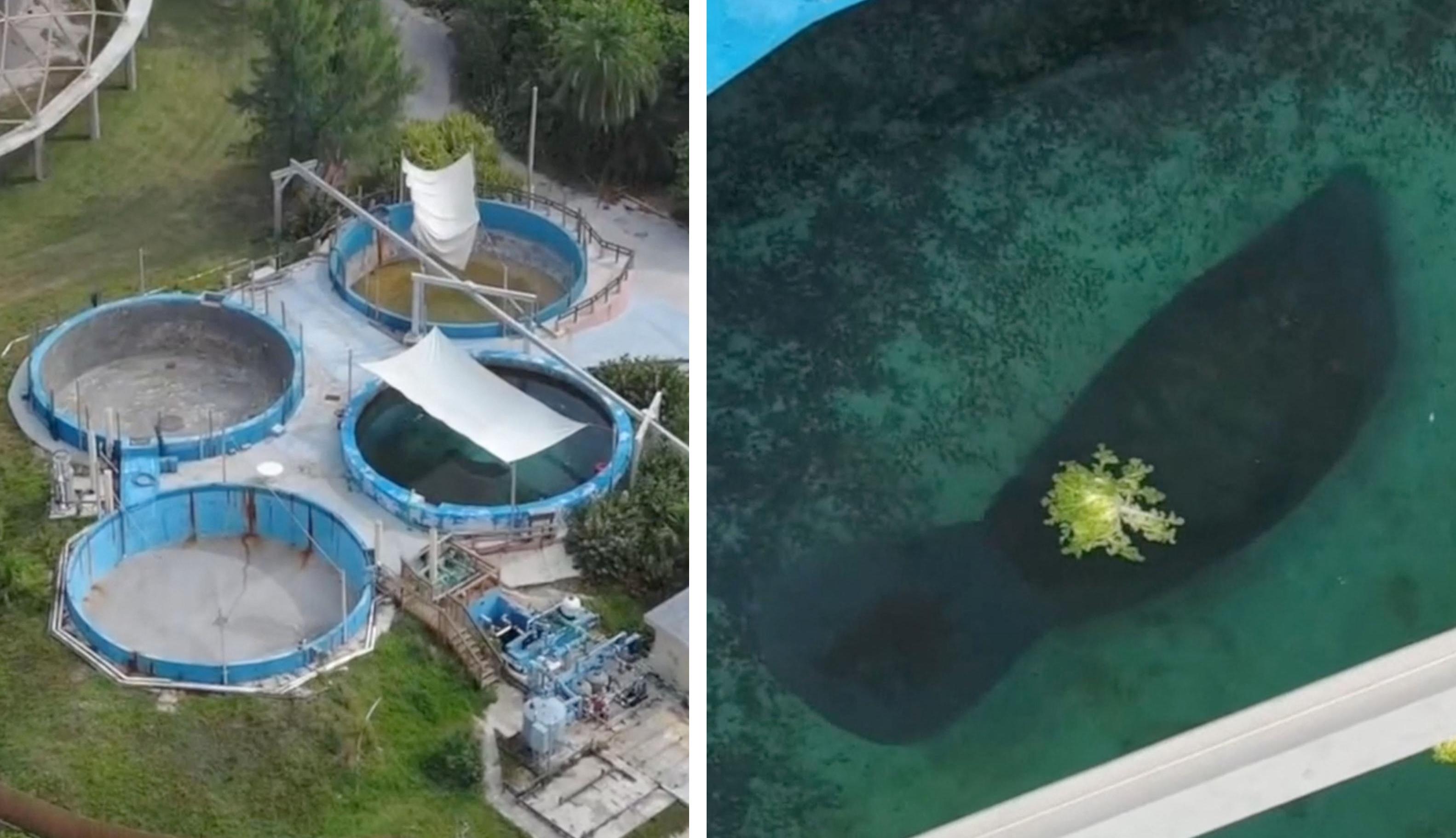The "World's Loneliest Manatee" is pictured from above at the Miami Seaquarium. 