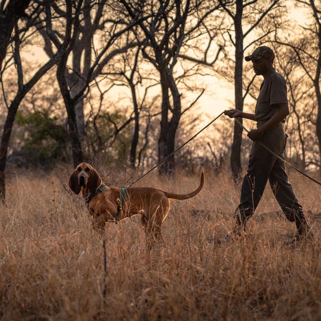 dogs africa