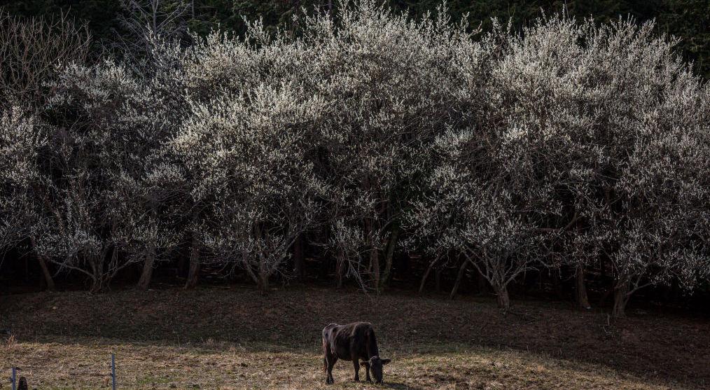 Cow in the "difficult-to-return" zone in Fukushima