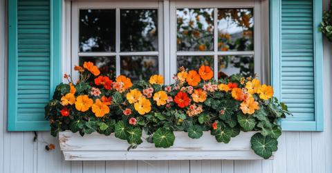 7 Steps To Create A Sustainable Window Box Garden
