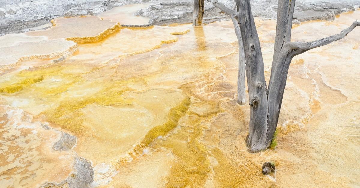 A tree protrudes from the yellow looking water of a hot spring in Yellowstone
