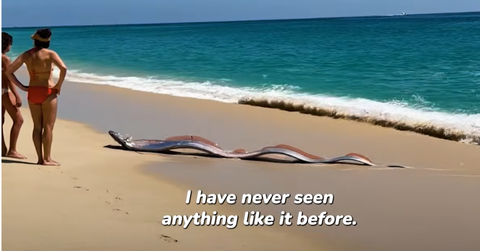 An Oarfish writhes on the beach after it comes out of the water