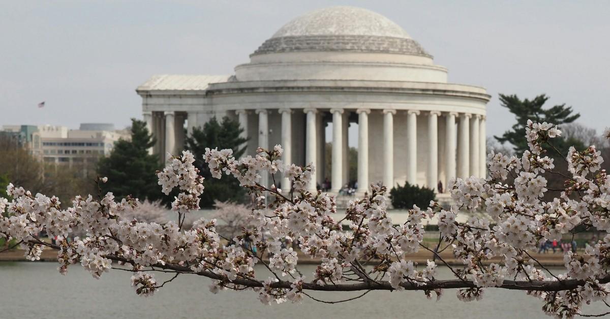 A branch of cherry blossoms extends in front of the Jefferson Memorial