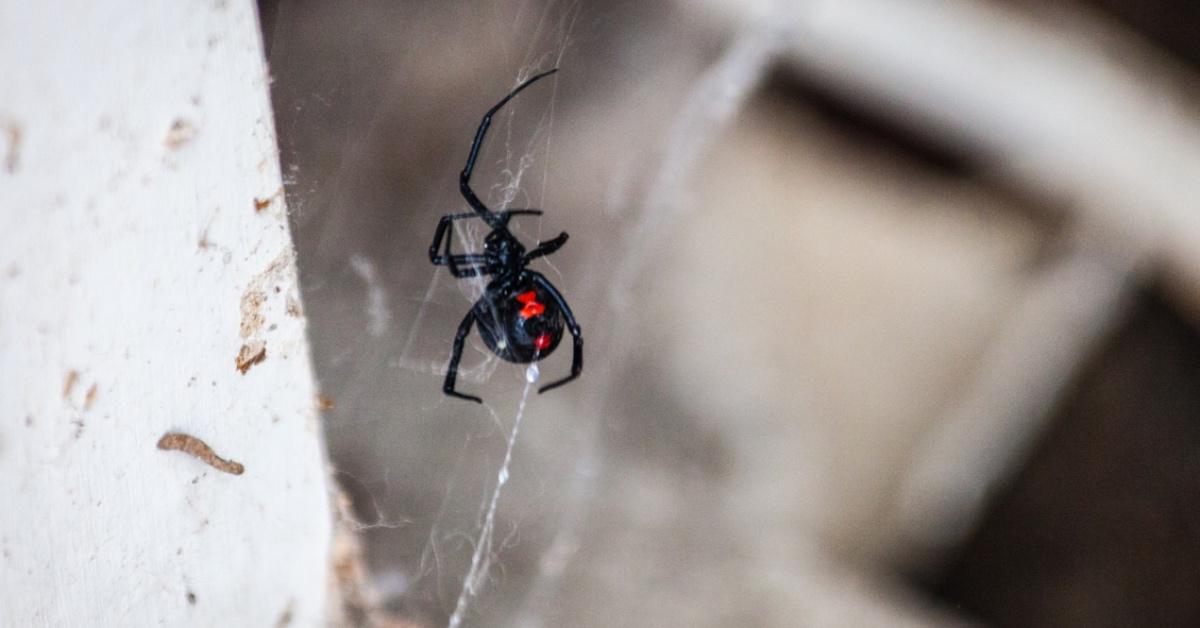 A black widow spider rests on a spider web. 