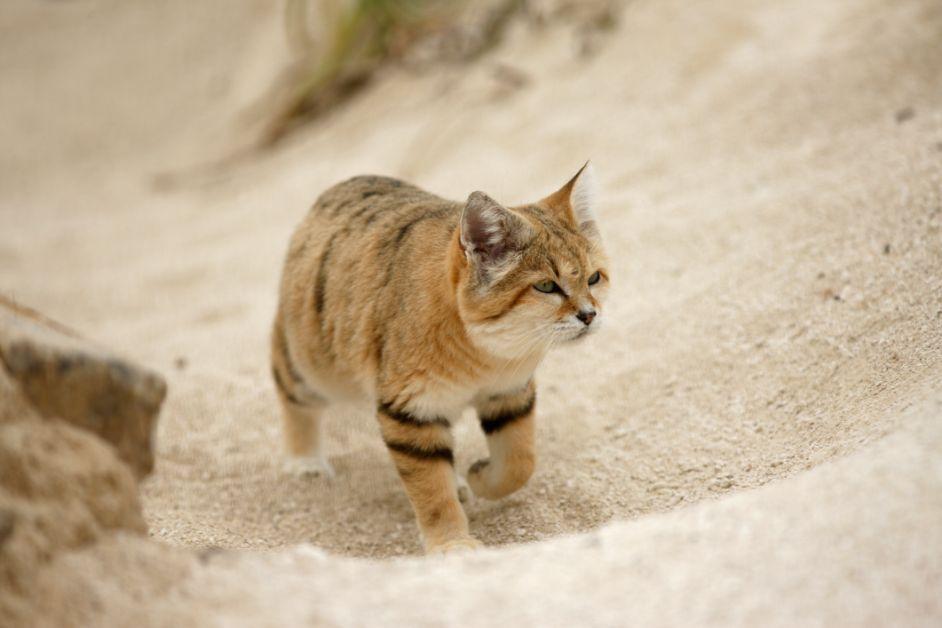 A sand cat walks on the sand dunes with one paw lifted during the day. 