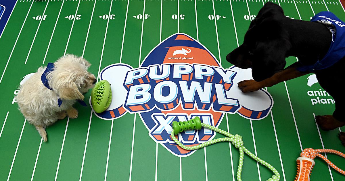 Do it: Vote for Josh Allenhound in the Puppy Bowl