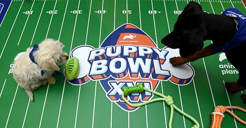 Puppy Bowl XIX Highlights