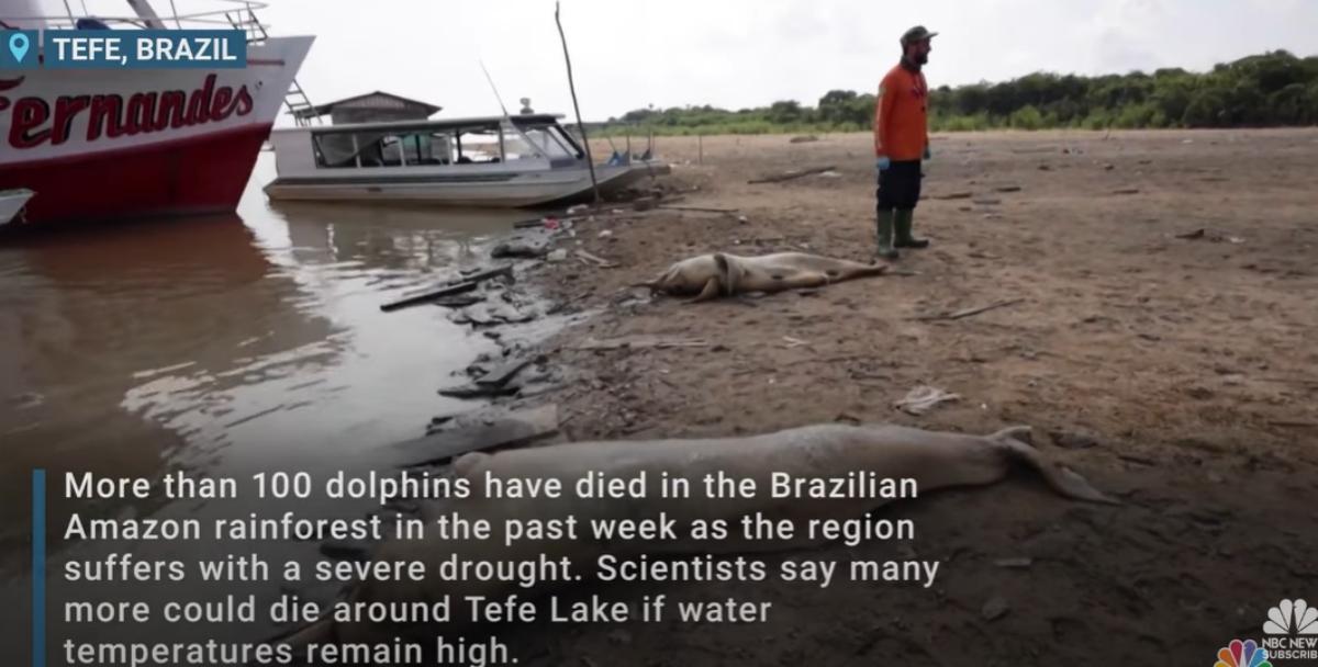 Climate Change Kills Over 100 Dolphins in Amazon
