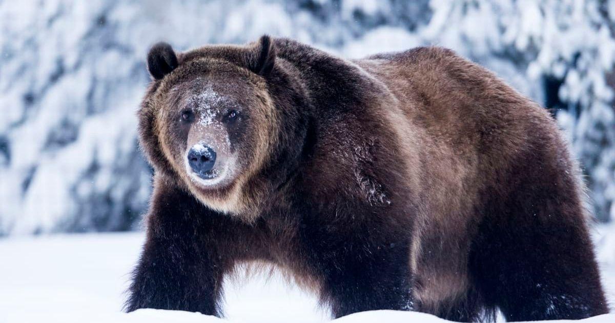 Grizzly Bear in snow (Representative Image Source: Getty | Mark Newman)