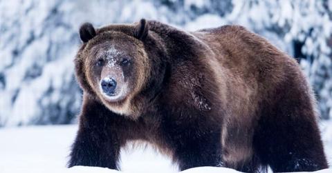 Grizzly Bear in snow (Representative Image Source: Getty | Mark Newman)