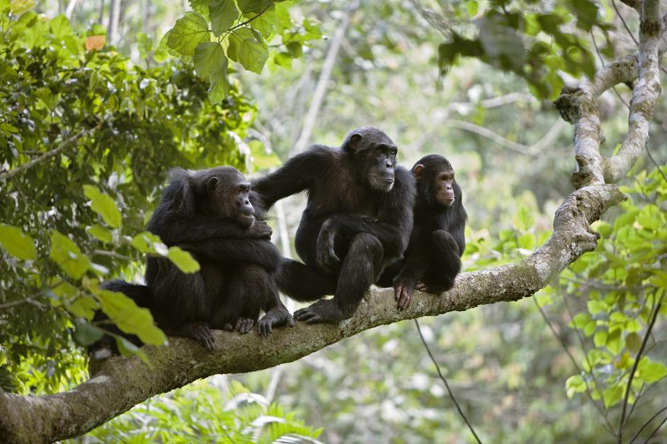 Three chimpanzees sit on a tree branch looking at something in the distance. 