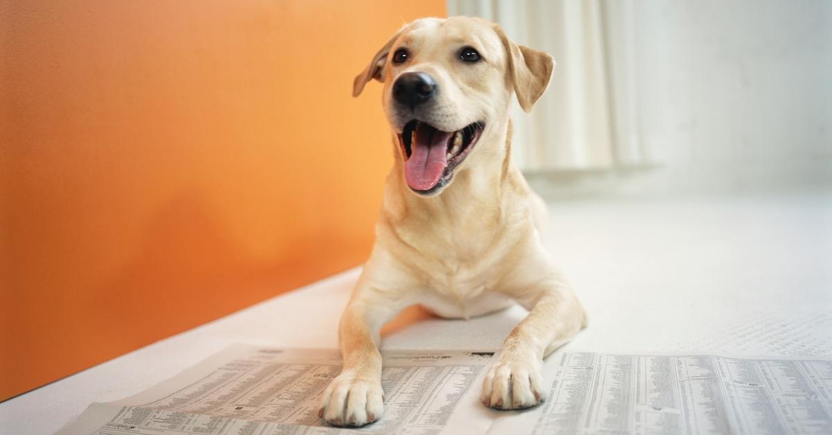 Picture of a yellow Labrador Retriever. 