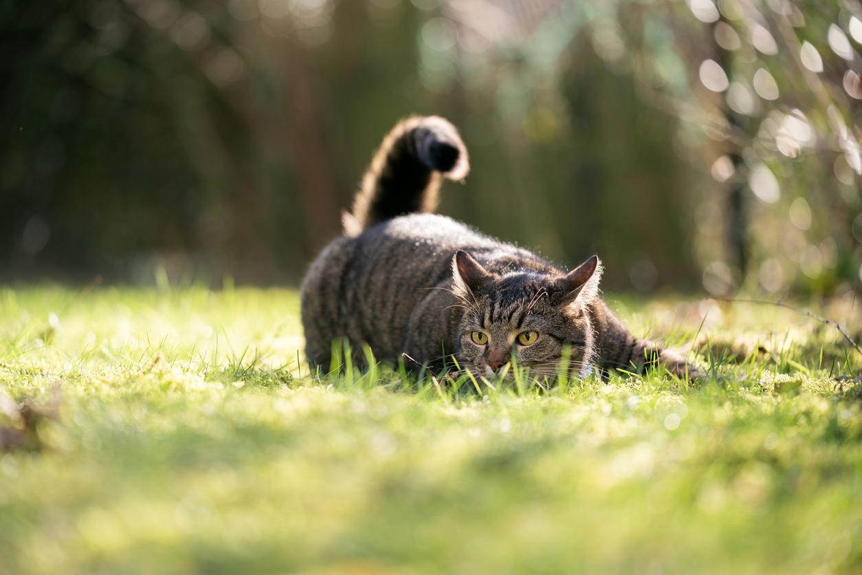 A cat is pictured twitching his tail while stalking prey atop a field of grass.