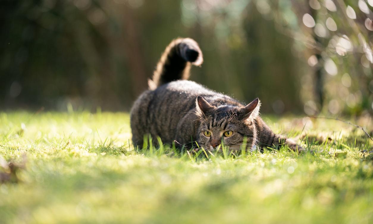 What Does It Mean When Cats Wag Their Tails?