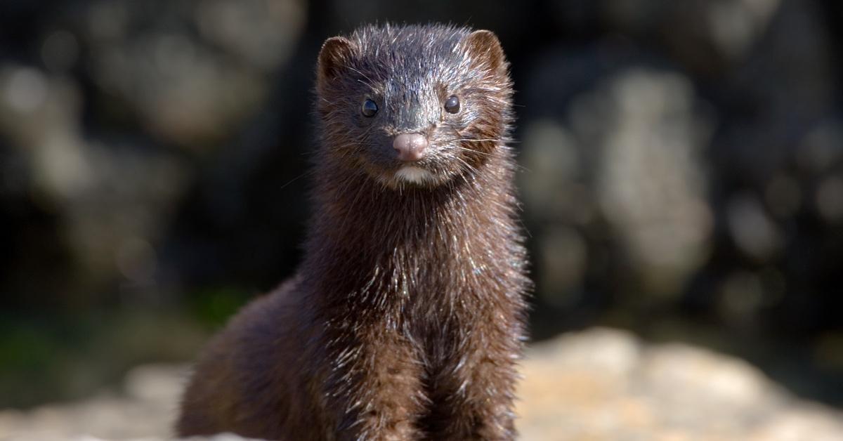 A mink