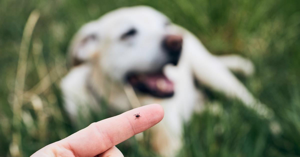 Check Out These Useful Methods for Tick Prevention in Dogs