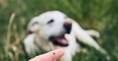 Tick Prevention in Dogs