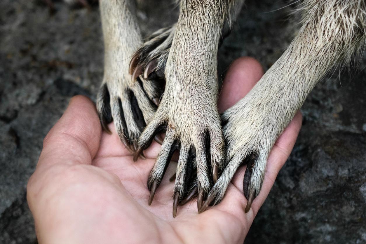 A raccoon's hands rest atop a human's palm above a fuzzy black blanket.