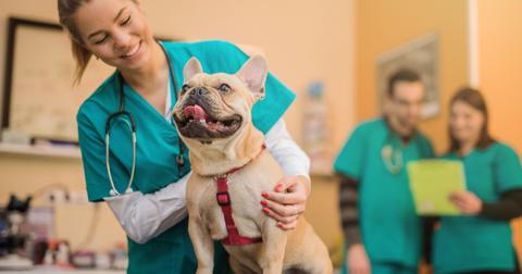 A female veterinarian holds a smiling French bulldog while to veterinarians review a yellow paper in the background.