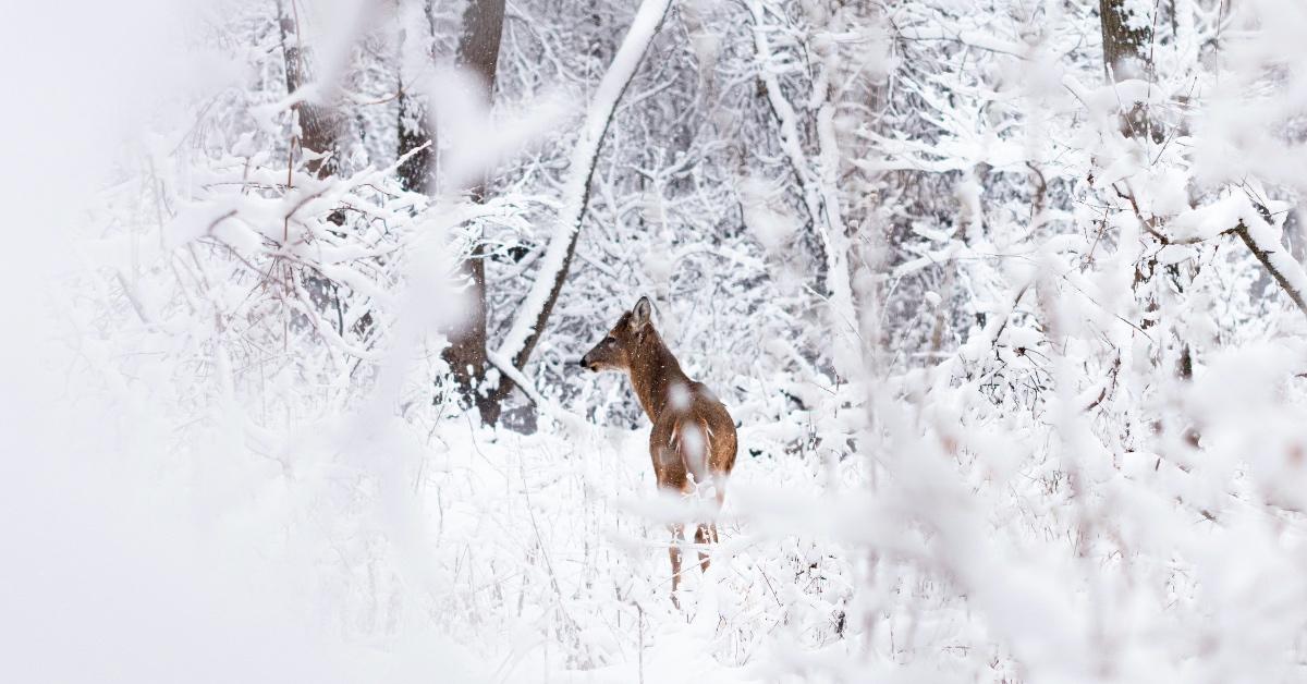 Lone deer wanders in a snow-filled forest in winter. 