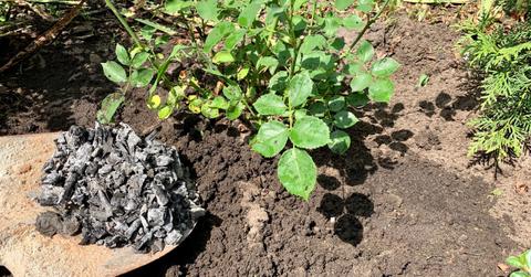 A shovel full of charcoal ash next to a plant sprouting from the ground.