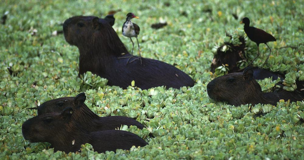 Capivara (capybara)  Capybara, Endangered animals facts, Worlds cutest  animals