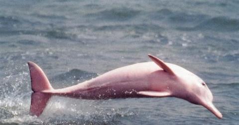 pink dolphin side view