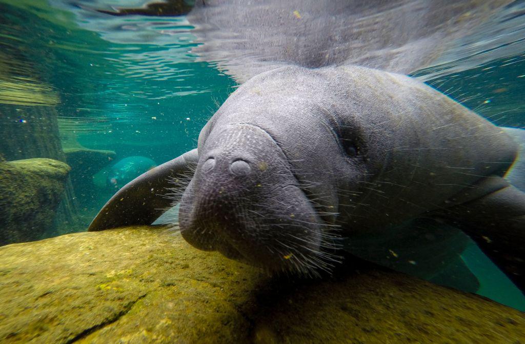 A manatee swims in the Manatee Critical Care Center in ZooTampa