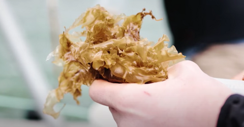 seaweed food