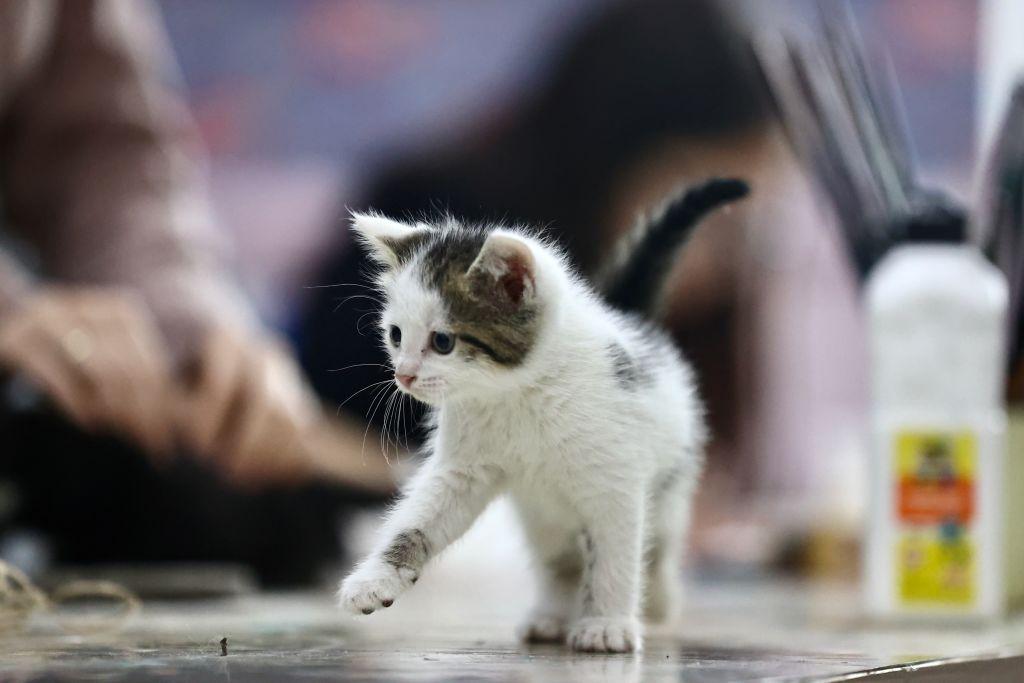 A white and brown spotted kitten adopted from the street plays at a youth center in Turkey in April 2023.