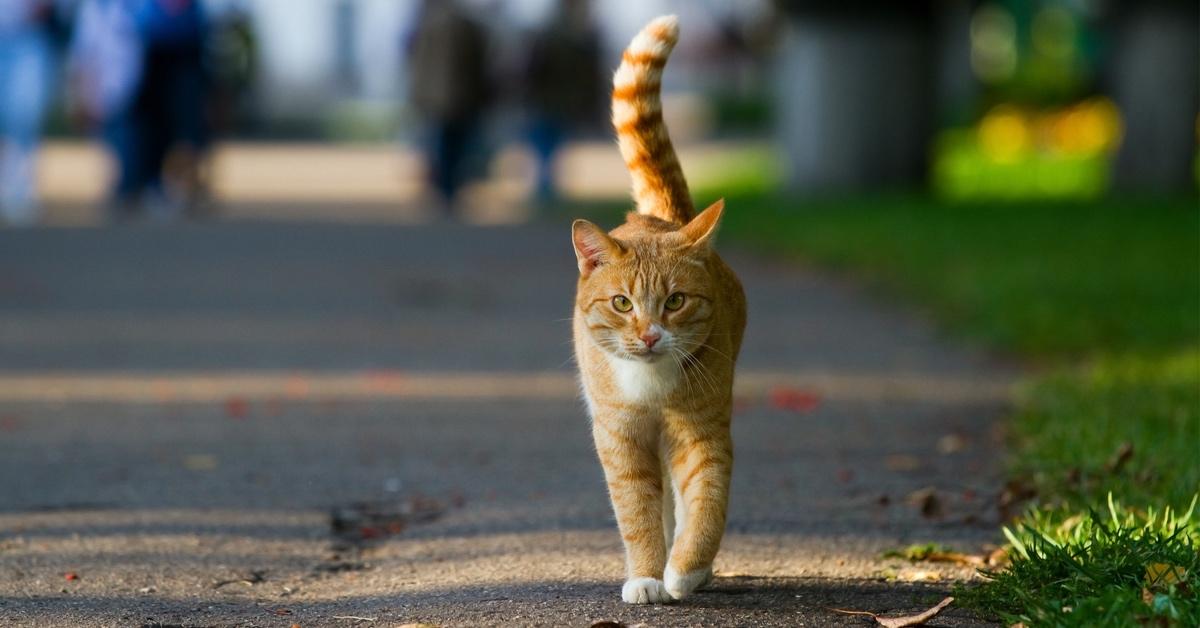 Orange tabby cat walking outside in the sunshine. 