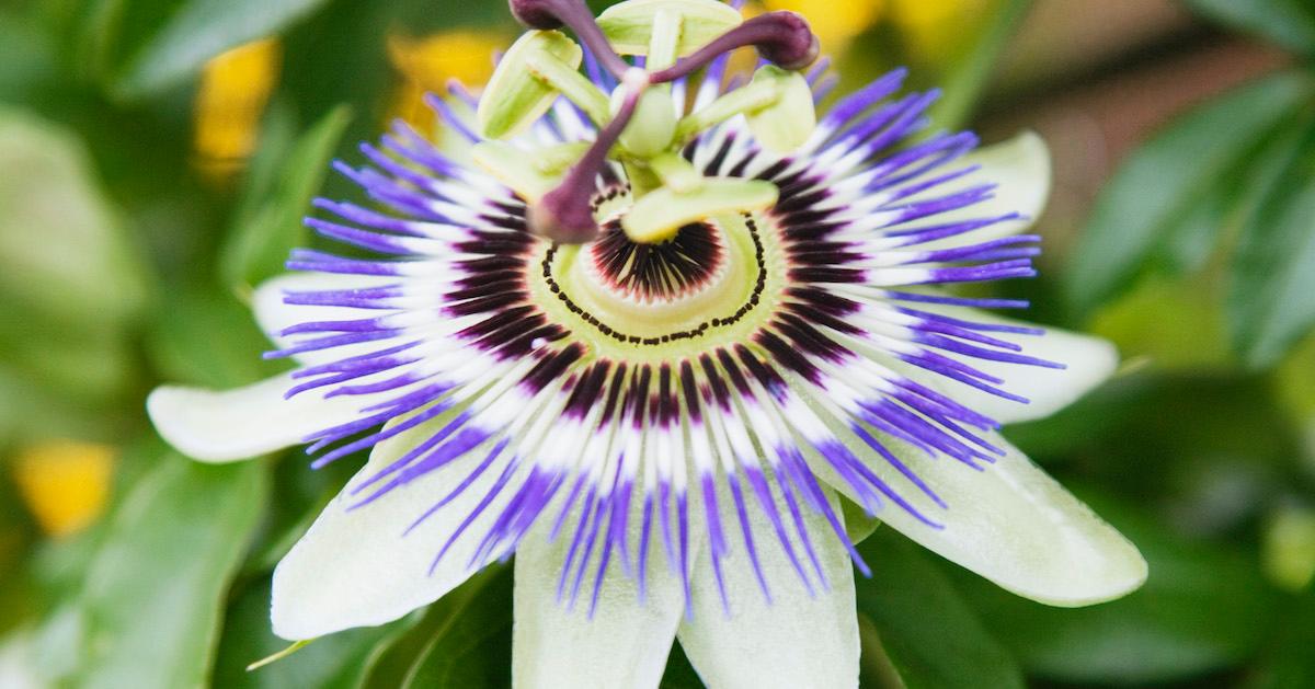 passionflower health effects