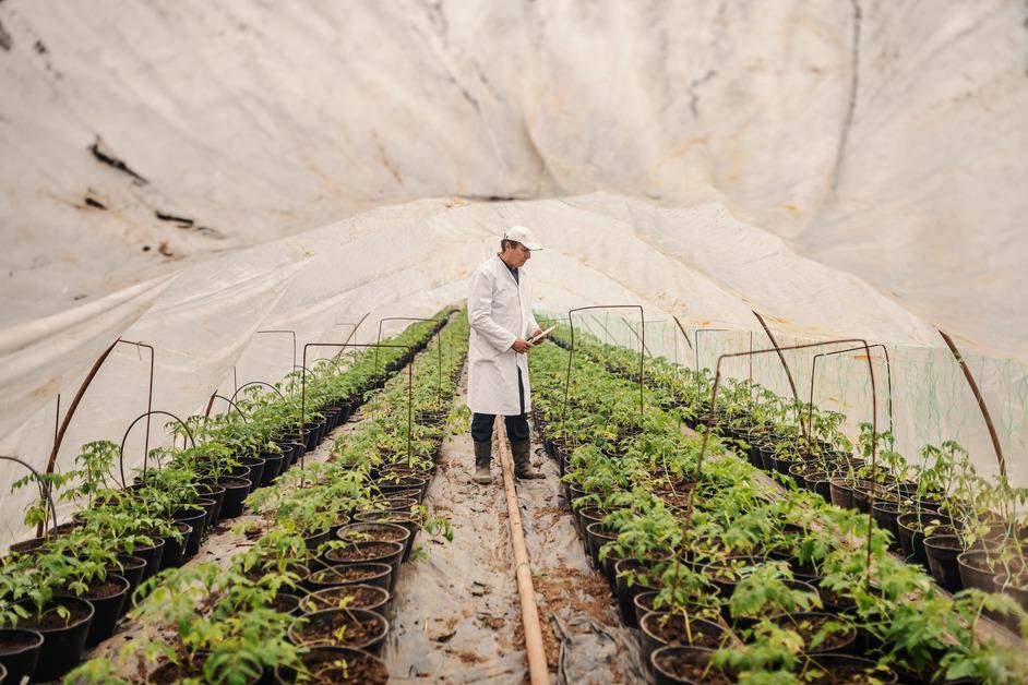 Scientist looking at crops