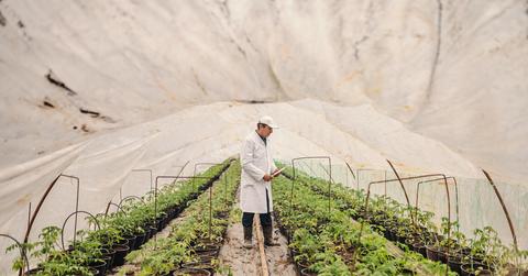 Scientist looking at crops