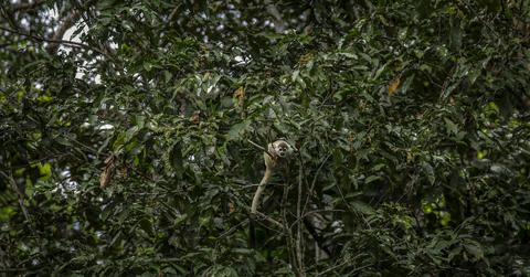 A Squirrel Monkey/Saimiri sciureus sits in a jumble of trees and leaves the Amazon forest in Amazonas, Colombia.