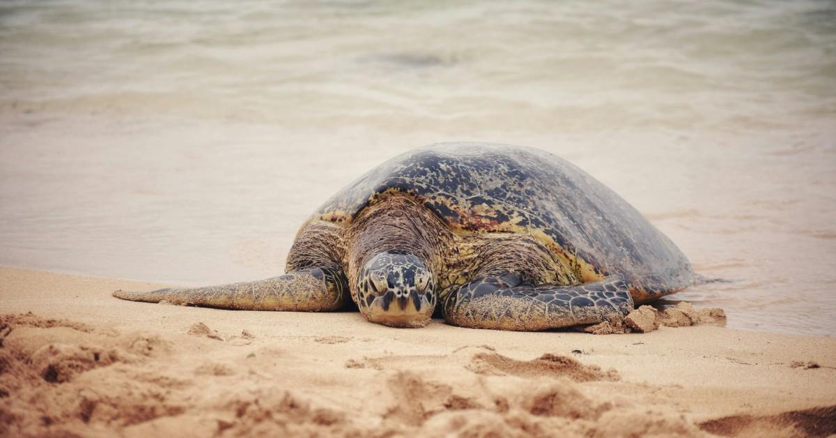 A sea turtle sits on the beach in Hawaii