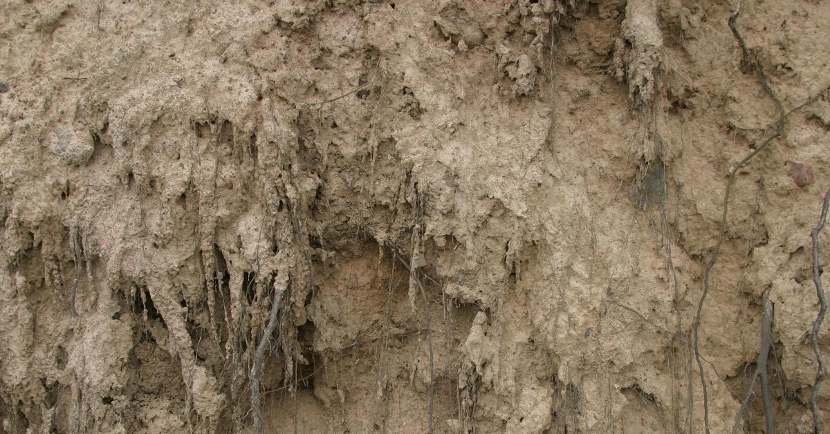 Eroded soil with plant roots. 