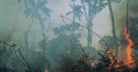 Brazil Deforestation