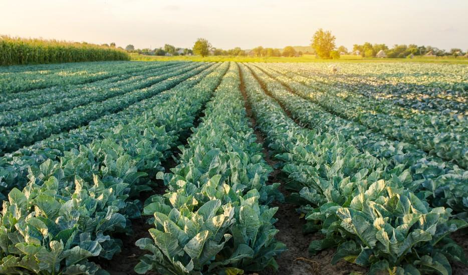 A broccoli plantation is pictured as the sun rises over the crops.