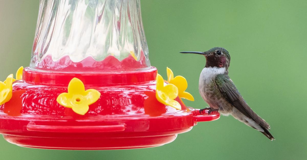 Hummingbird sits on the edge of a red and yellow feeder