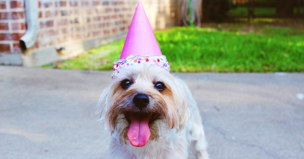 Dog birthday outlet hats petsmart